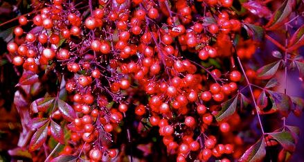 frutinhos da nandina