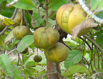 fruto da dillenia indica