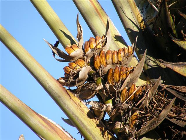 frutos da ravenala (Small)