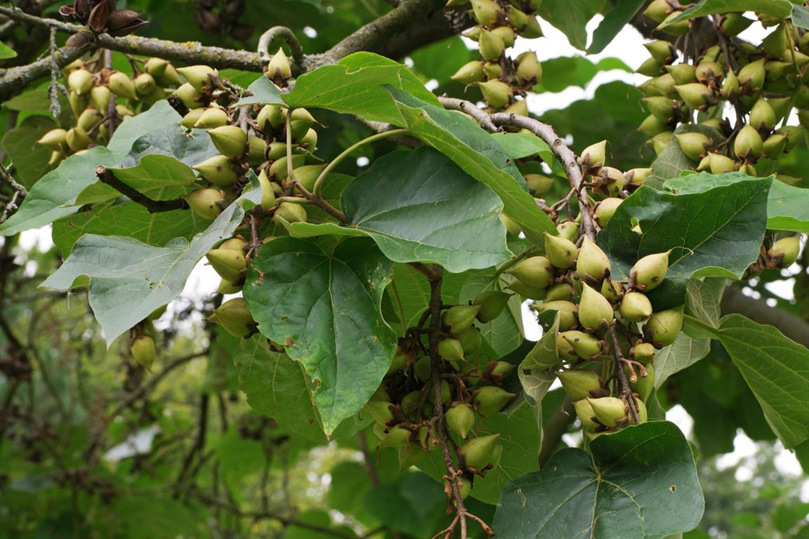 frutos do kiri-japones 