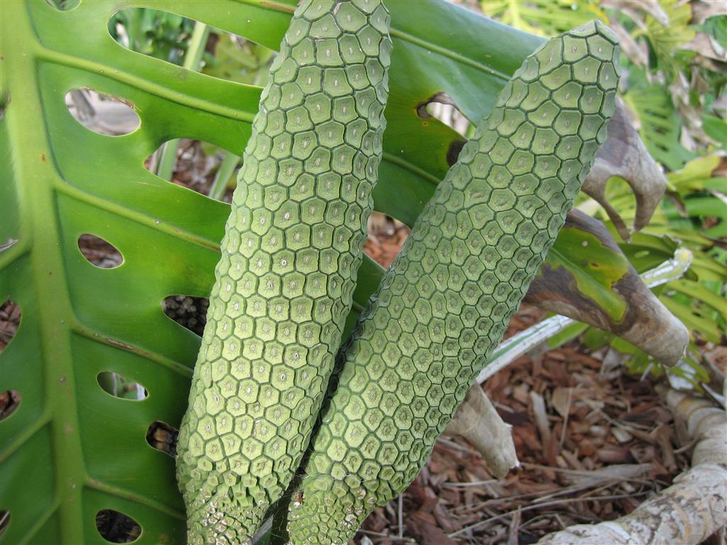 frutos da monstera 