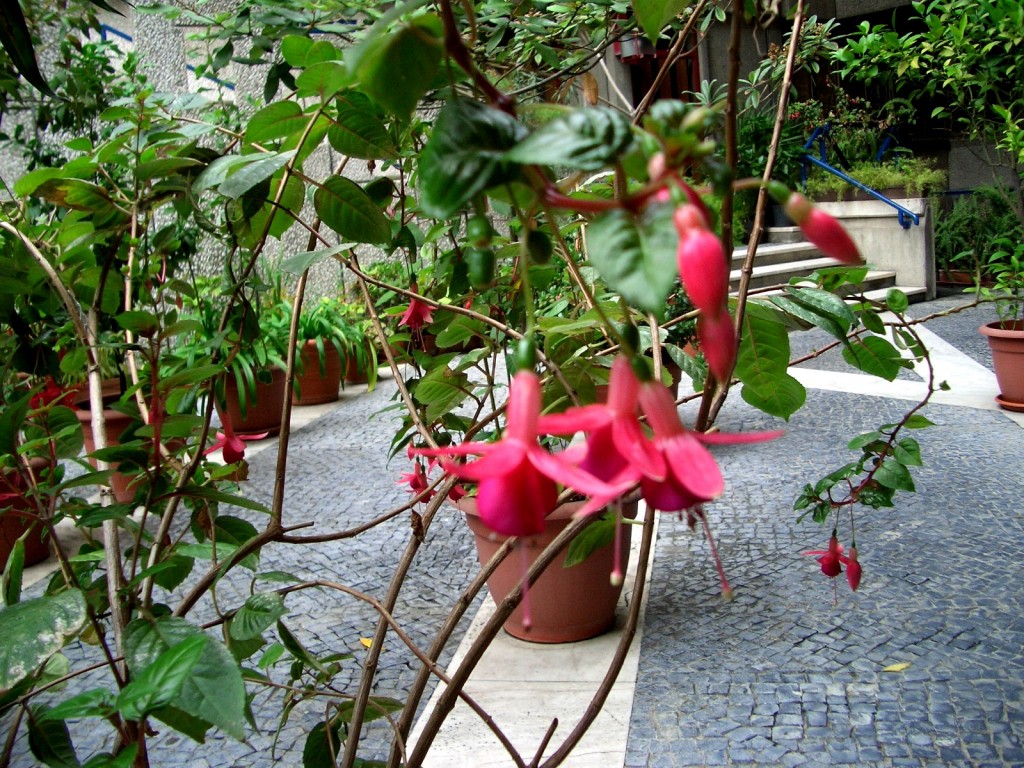 fuchsia-1