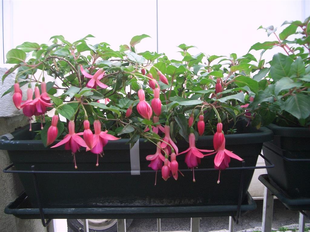 fuchsia pendente