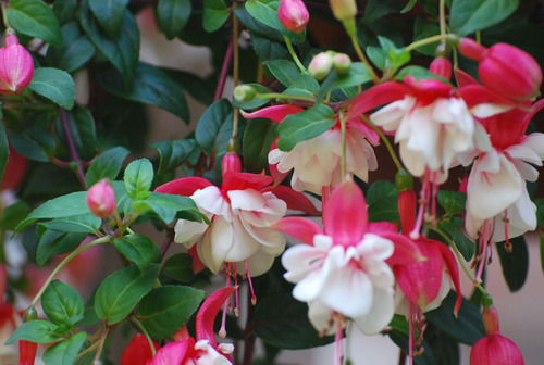 fuchsia sp.