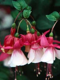 fuchsia