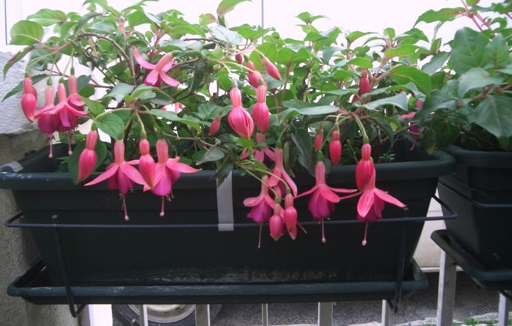 fuchsia