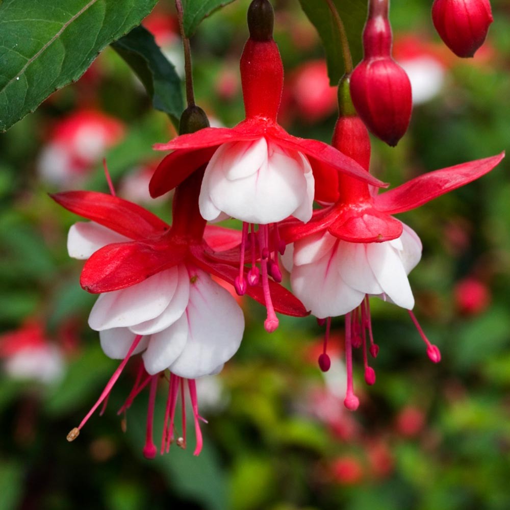 fuchsia