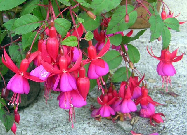 fucsia spp