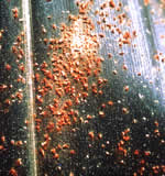 fungo Puccinia