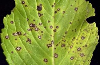 fungo do gênero Pseudoercospora