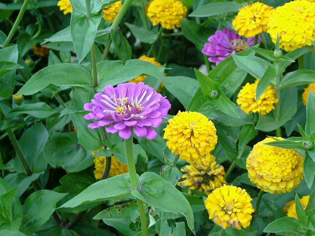 garden-flowers