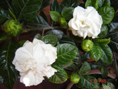 gardenia-jasminoide