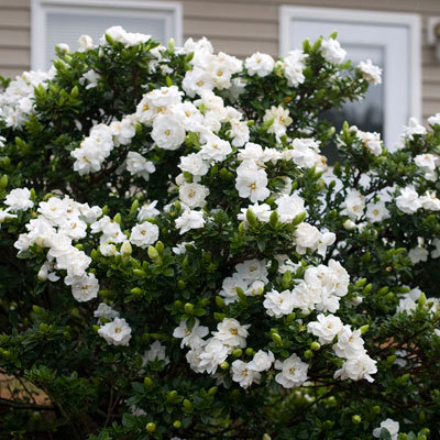 gardenia jasminoide