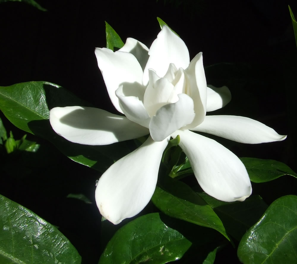 gardenia-jasminoidesii