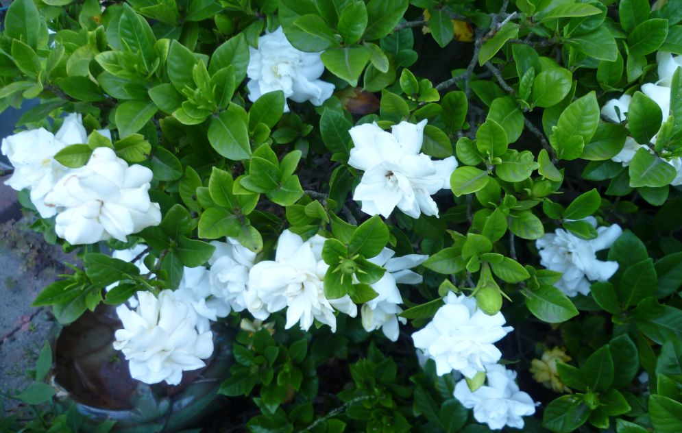 gardenia-jpg