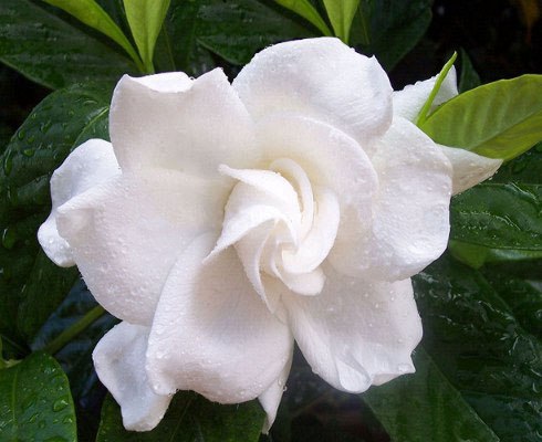 gardenia