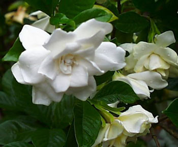 gardenia