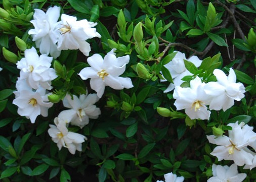 gardenia111