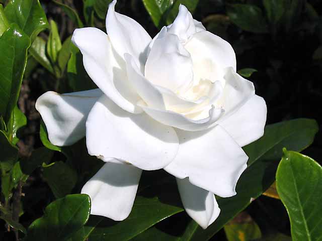 gardenia