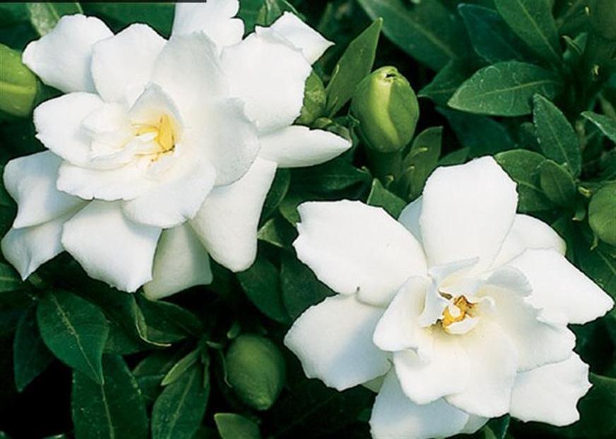 gardenia