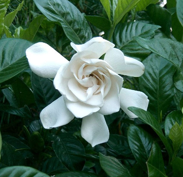 gardenia_01