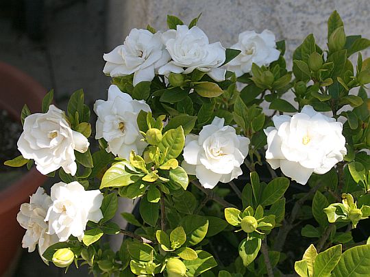 gardenias