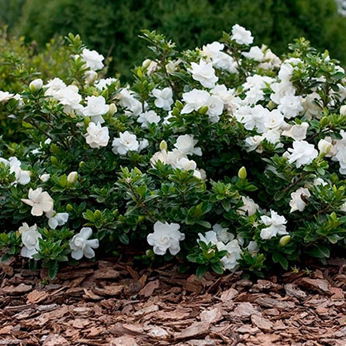 gardênia jasminóide