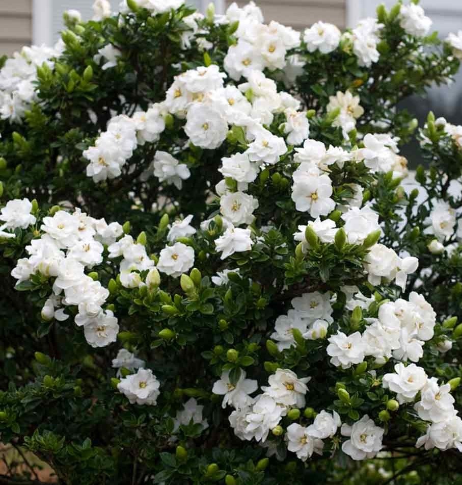 gardênia jasminóide1