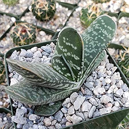 gasteria bicolor