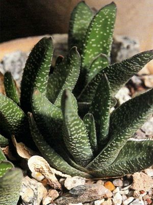 gasteria-verrucosa