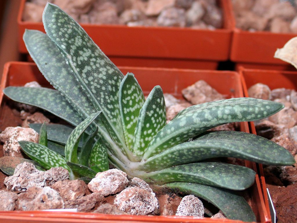 gasteria