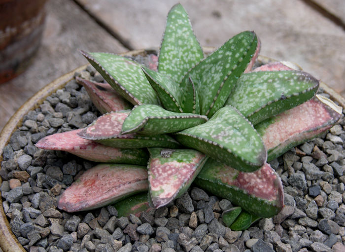 gasteria2