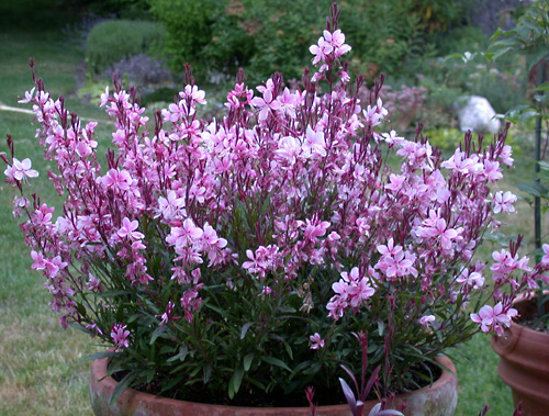 gaura-22