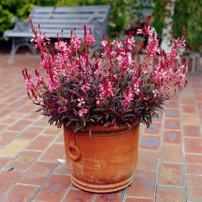 gaura-lindheimeri - vaso