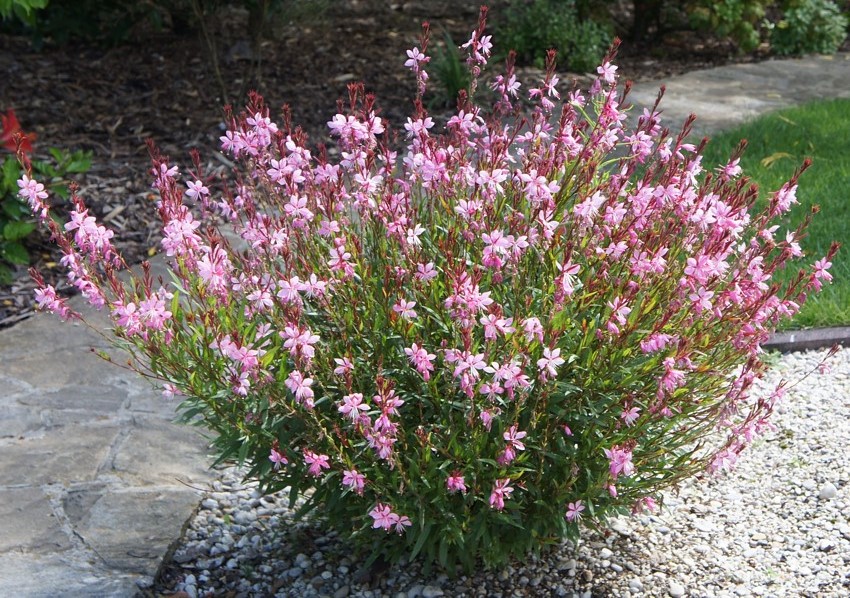 gaura-rosa