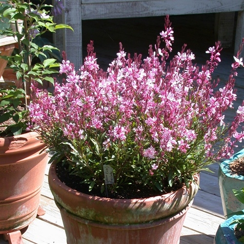 gaura-rosa