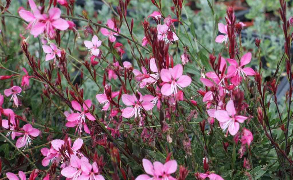 gaura rosa