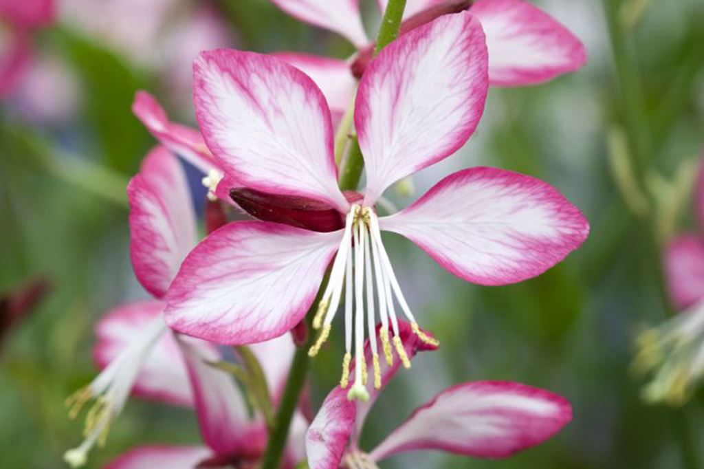 gaura