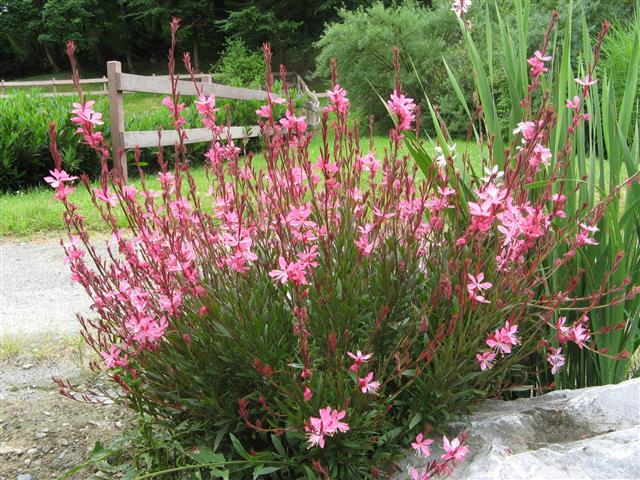 gaura2