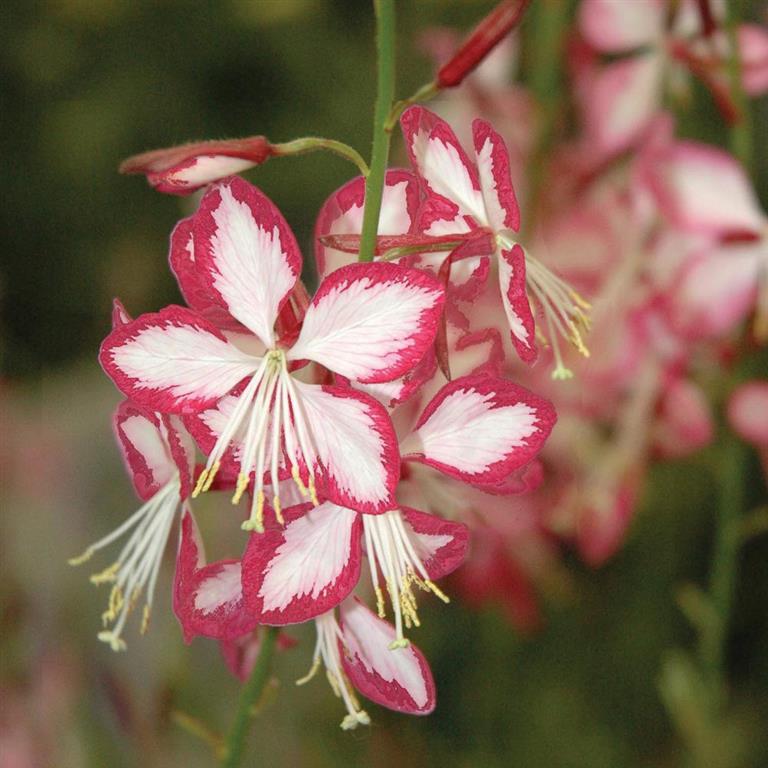 gaura_2