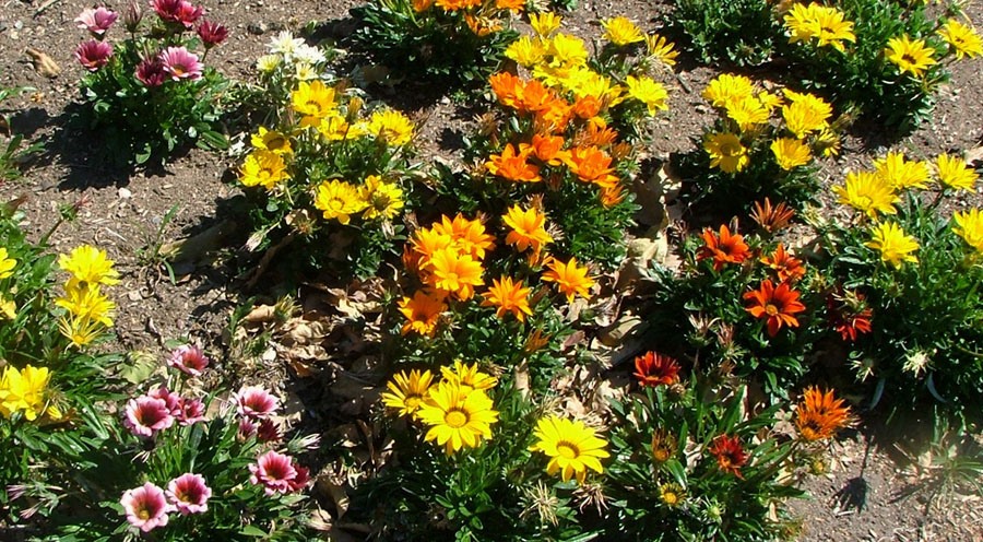 gazania hybrids1