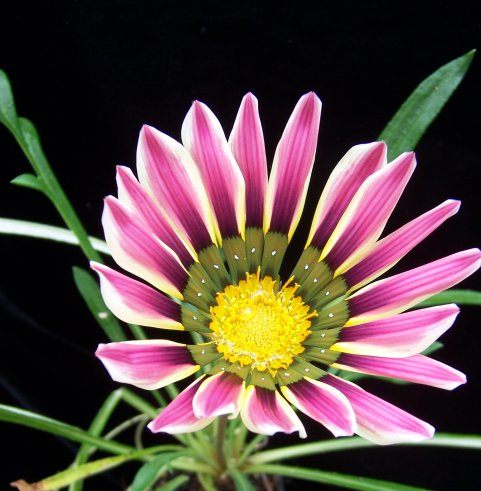 gazania