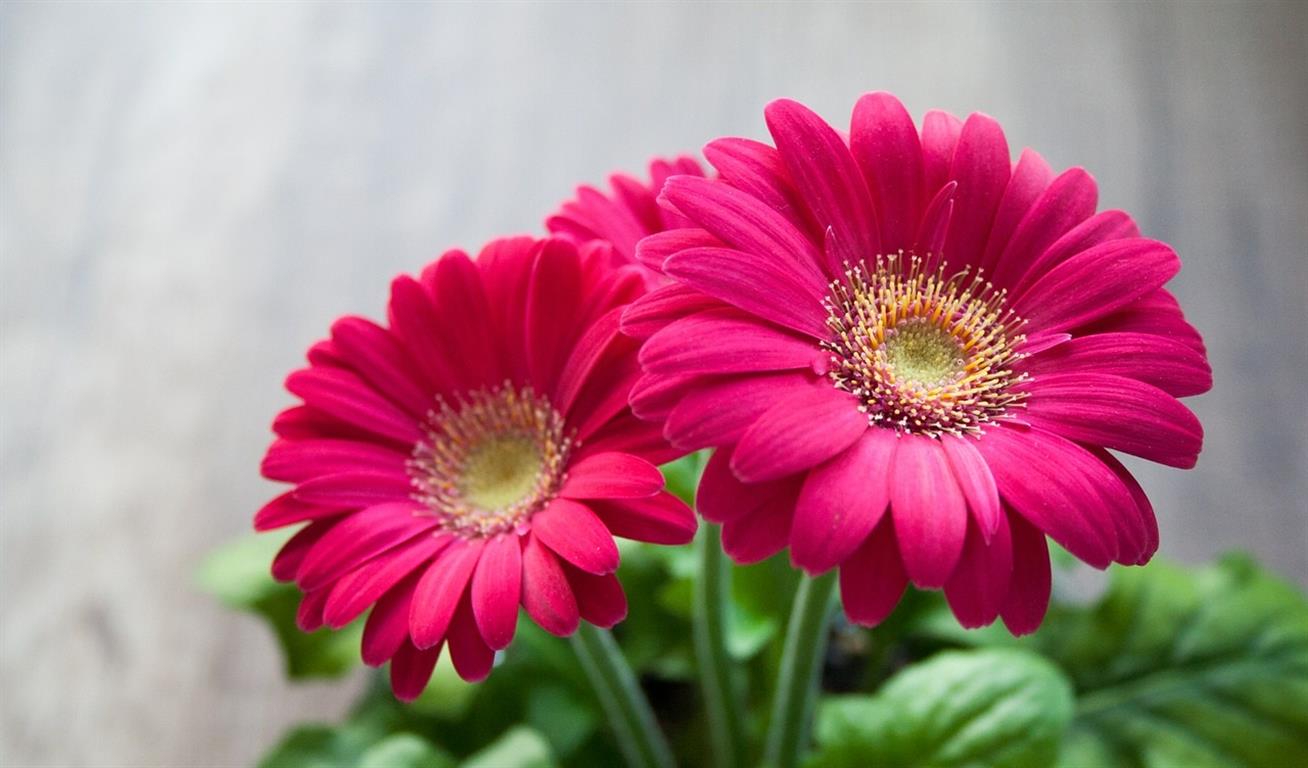 gerbera-22