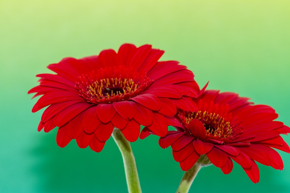 gerbera