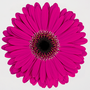 gerbera