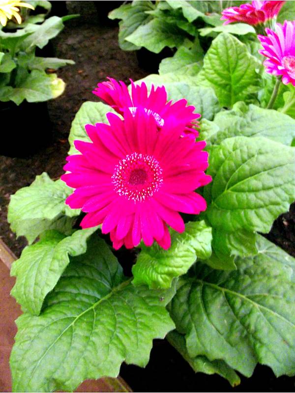 gerbera