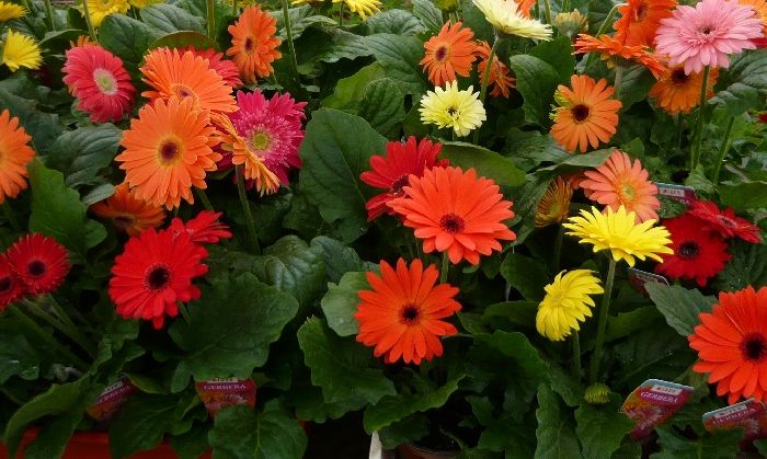 gerberas-