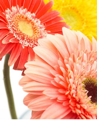 gerberas-1