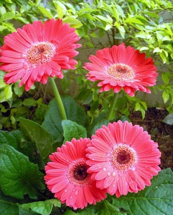 gerberas