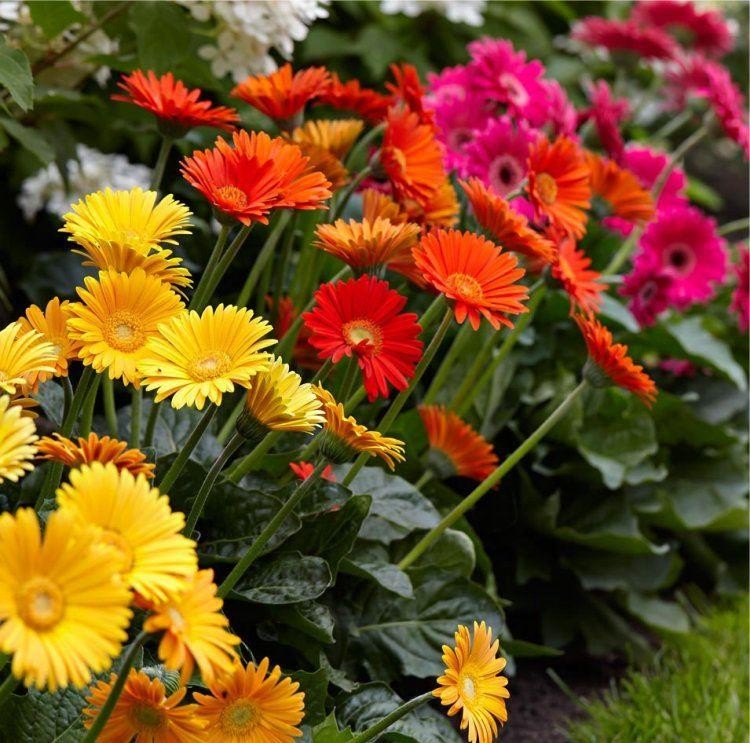 gerberas